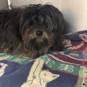 Ares, Mixed Breed (Small), adult, available for adoption