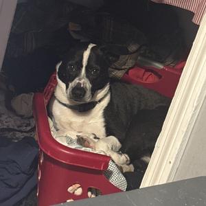 Bengee, Mixed Breed (Medium), adult, available for adoption