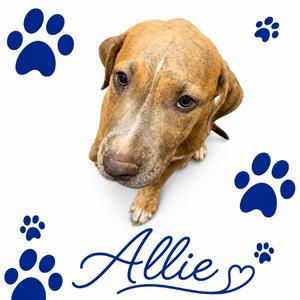 Allie, puppy, available for adoption