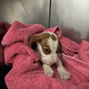 Bella, Mixed Breed (Small), available for adoption