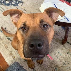 ANNIE, Mixed Breed (Medium), adult, available for adoption