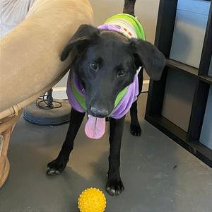 ARLINGTON, Mixed Breed (Large), adult, available for adoption
