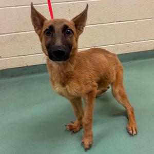 ADONIS, adult, available for adoption
