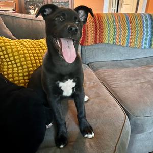 Alice, puppy, available for adoption