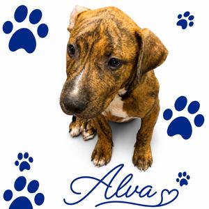 Alva, puppy, available for adoption
