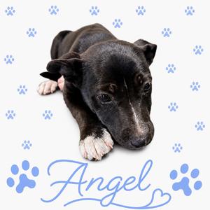 A black puppy with white paws lying down, surrounded by blue paw prints and the name "Angel" written in cursive.