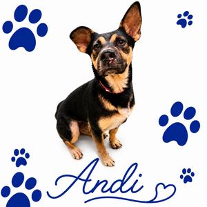 ANDI, adult, available for adoption