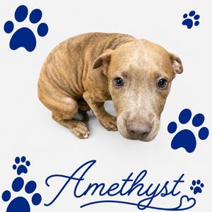 Amethyst, puppy, available for adoption