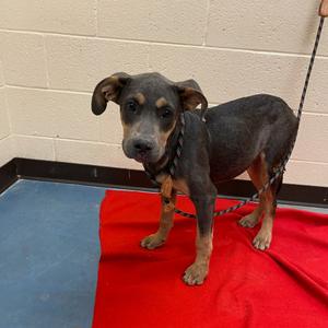 Agent Zero, adult, available for adoption