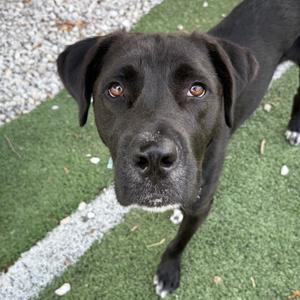 Ant, Mixed Breed (Medium), adult, available for adoption
