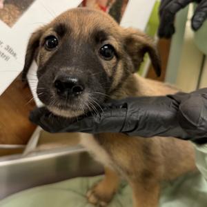 Balenciaga, available for adoption