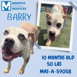 A dog named Barry, 10 months old and 50 lbs, with a white and brown coat, smiling with its tongue out. The image is from Memphis Animal Services, with the ID MAS-A-59058.