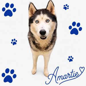 Amartie, Mixed Breed (Medium), adult, available for adoption