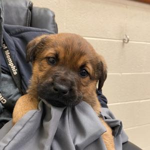 Arlie, adult, available for adoption