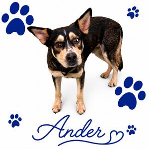 ANDER, adult, available for adoption