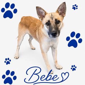 BEBE, Mixed Breed (Medium), adult, available for adoption