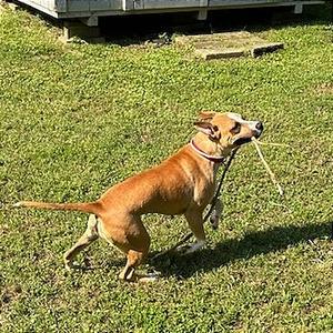Apple Brownie, Mixed Breed (Medium), adult, available for adoption