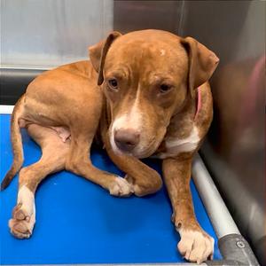 Betty, adult, available for adoption