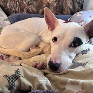Beans, adult, available for adoption