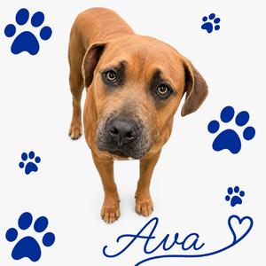 Ava, Mixed Breed (Medium), adult, available for adoption