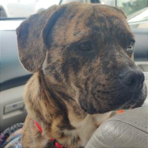 A brindle-colored dog with floppy ears sits in the passenger seat of a car.
