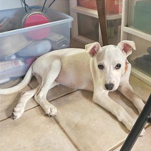 A white puppy lying on a tiled floor, looking directly at the camera.