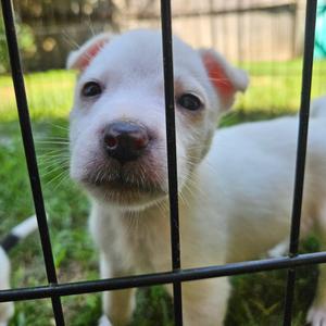 Banana, available for adoption