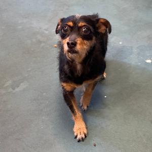 Baxter, adult, available for adoption