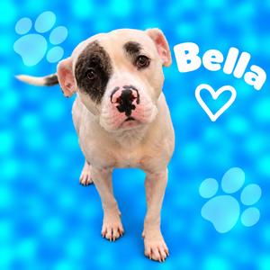 A white dog with black patches on its face and ears, standing on a blue background with paw prints and the name 'Bella' written in white text.