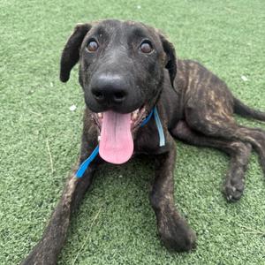 Bent, Mixed Breed (Medium), adult, available for adoption