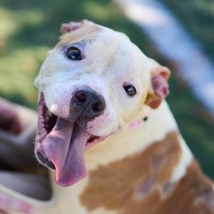 Adora, adult, available for adoption