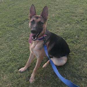 A German Shepherd dog sitting on grass with a blue leash.