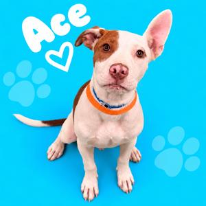 A white and brown dog with a blue collar sitting on a blue background with paw prints and the name "Ace" written in white.