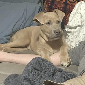 Arthur, Unknown, puppy, available for adoption