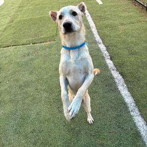 a dog standing on its hind legs