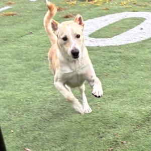Alfie, Mixed Breed (Medium), adult, available for adoption