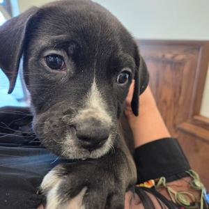 Alex, adult, available for adoption