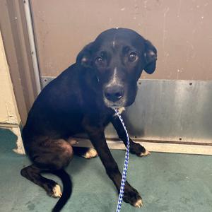 BAYBAY, Mixed Breed (Small), adult, available for adoption