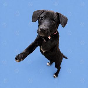 Anna, adult, available for adoption