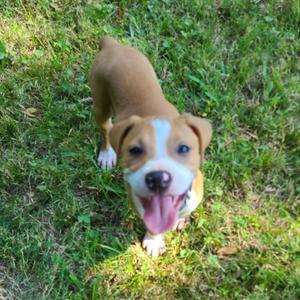 A brown and white puppy with a pink tongue sticking out, standing on grass.