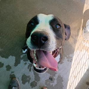 Blu, Terrier, American Pit Bull, adult, available for adoption