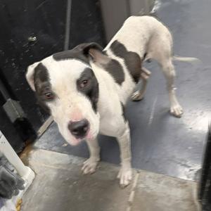 Dixie, Terrier, Pit Bull, adult, available for adoption