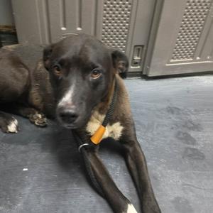 A black dog with a white patch on its chest lying on a gray floor, wearing a collar with an orange tag.