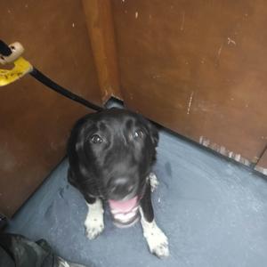 bugs, Mixed Breed (Large), adult, available for adoption