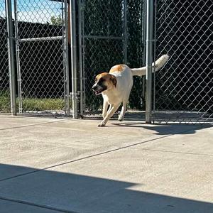 Bella, Pyrenees, Great, adult, available for adoption