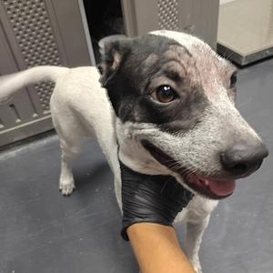 A black and white dog with a gray muzzle and ears, wearing a black glove on its front paw, standing on a gray floor.