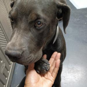 Baby Kate, Terrier, Pit Bull, adult, available for adoption