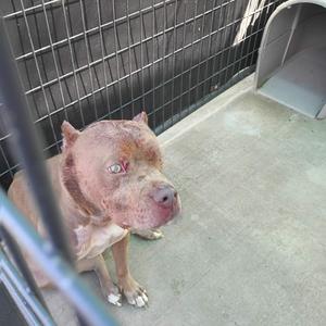 A brown dog with a scarred face sitting in a kennel