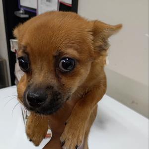 Gage, Mixed Breed (Small), adult, available for adoption