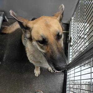 Bear, Shepherd, German, puppy, available for adoption